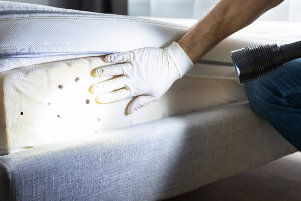 Best Flea Control Services  in Wilber, NE